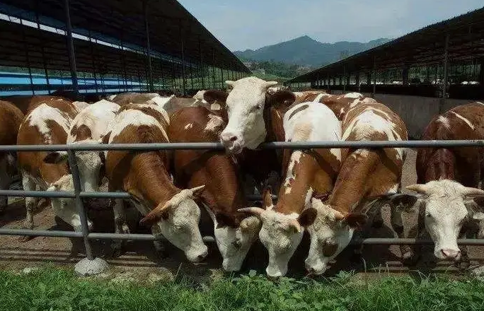 養(yǎng)殖污水處理設(shè)備是如何處理污水并實現(xiàn)排放達標的？