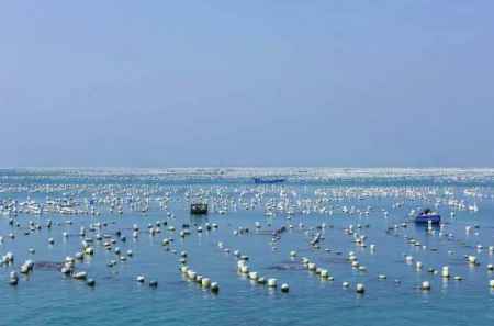 海水養殖廢水處理技術要求|規范（海水養殖凈化水處理技術方案）